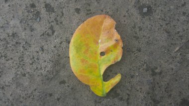 Karanfil yaprakları, haşereler tarafından yenir..