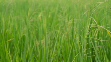 Pirinç bitkilerinin arasında yetişen yabani bitkiler. Kontrol edilmezse çok sinir bozucu..