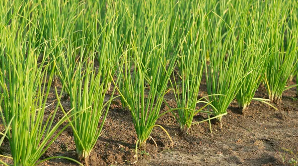 Shallot farming with intensive care for maximum yields. One of the agriculture with high economic value