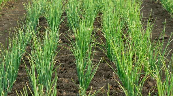 Shallot Farming Intensive Care Maximum Yields One Agriculture High Economic — Stockfoto