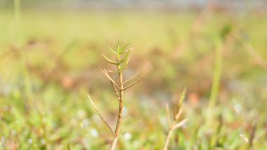Sabahları çimenlerin üzerine çiy damlıyor, duvar kağıdı, arkaplan resmi veya grafik kaynak ve motivasyon ilham kaynağı olarak uygun bir resim.