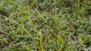 Sabahları çimenlerin üzerine çiy damlıyor, duvar kağıdı, arkaplan resmi veya grafik kaynak ve motivasyon ilham kaynağı olarak uygun bir resim.