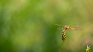 Bir yusufçuk yaprağın üzerine tünemiş, yaz gelmiş, çiftçiler mevsime göre ekmeye başlamış.