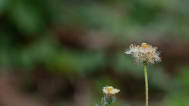 Çimenlerin bulanık arka planına sahip, duvar kağıdı, arkaplan veya grafik kaynakları için uygun Karahindiba çiçeğine odaklan