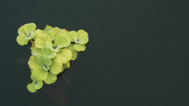 Pistia stratiotları, sudaki çeşitli kirletici maddeleri ve toksinleri absorbe eden bir anti-kirlilik işlevi gören su bitkilerinden biri, süs bitkisi olmaları dışında..