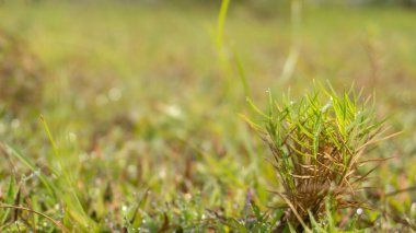 Sabahları çimenlerin üzerine çiy damlıyor, duvar kağıdı, arkaplan resmi veya grafik kaynak ve motivasyon ilham kaynağı olarak uygun bir resim.