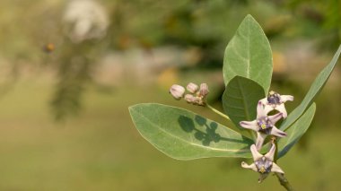 Narin beyaz ve mor taç çiçekleri ve yeşil yapraklar. Doğal ışık, yumuşak bokeh arka plan. Botanik, doğa ve sağlık temaları.