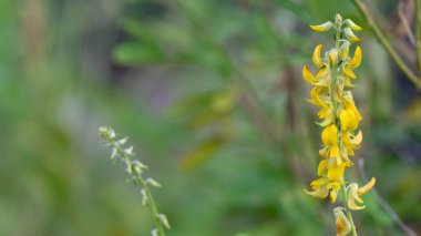 Bulanık arka planı olan yabani bitkiler, duvar kâğıdı veya grafik kaynak olarak kullanılmak için uygundur, tırnak içinde alıntılar ve diğerleri