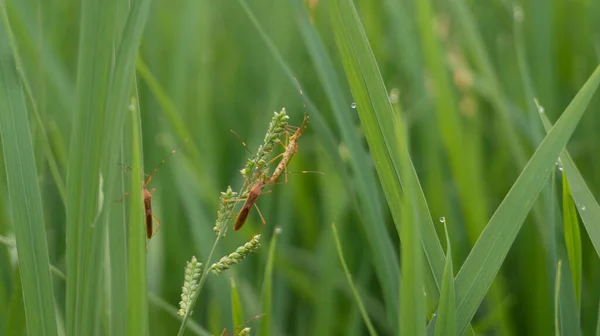 Leptocorisa Oratorius Lub Rice Ucha Bug Szkodnik Roślin Ryżowych Które — Zdjęcie stockowe