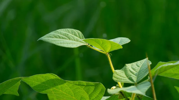 Daun Kacang Yardlong Tanaman Yang Buahnya Dan Daunnya Dapat Dikonsumsi — Stok Foto