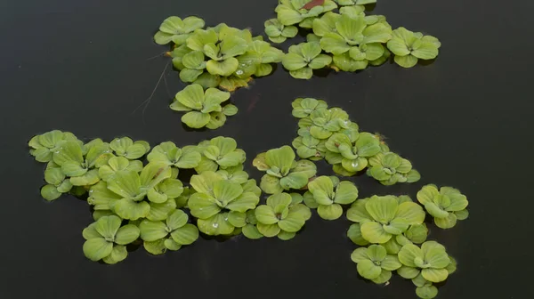 Pistia stratiotes, one of the aquatic plants that functions as an anti-pollution where its function is to absorb various pollutants and toxins in the water, apart from being an ornamental plant.