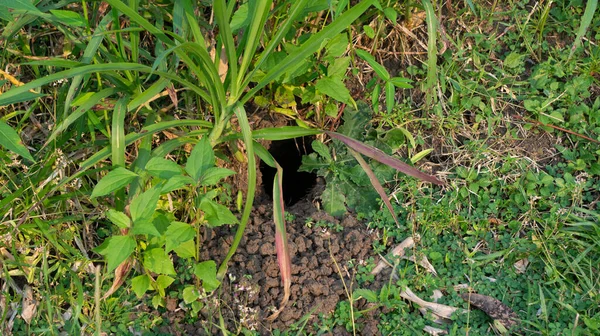 Rattenlöcher Reisfeldern Ratten Sind Ein Gefährlicher Schädling Für Bauern Wenn — Stockfoto