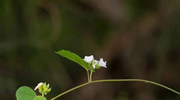 Plantes Sauvages Avec Fond Flou Subtil Adapté Pour Une Utilisation — Photo