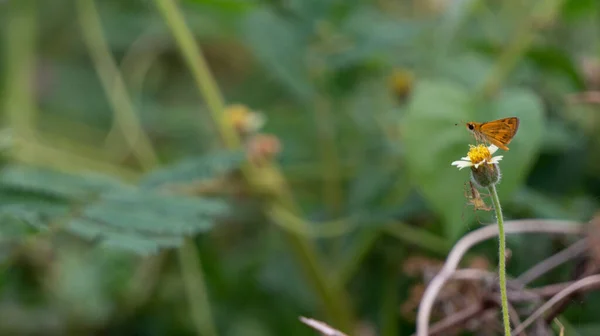 Plantes Sauvages Avec Fond Flou Subtil Adapté Pour Une Utilisation — Photo