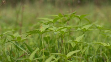 Yumuşak, bulanık bir çayıra karşı sabah çiğ damlalarıyla bezenmiş canlı yeşil bitkiler ortaya çıkar. Doğanın dingin güzelliğindeki yeni yaşam, büyüme ve tazeliği sembolize ediyor..
