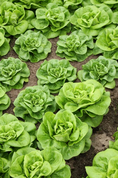 Lechuga verde que crece en invernadero —  Fotos de Stock