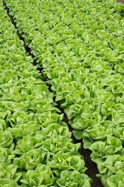 Lechuga verde que crece en invernadero —  Fotos de Stock