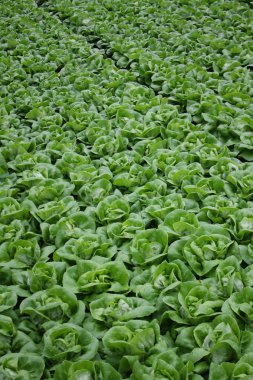 Serada yetişen yeşil marul