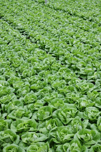 Lechuga verde que crece en invernadero —  Fotos de Stock