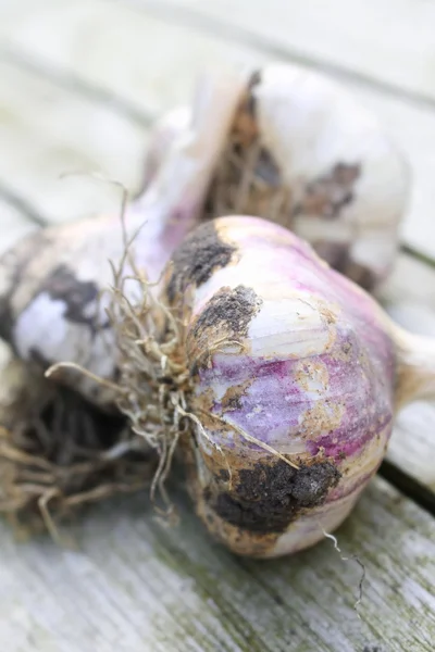 Fresh harvested garlic bulbs on wooden background — Stock Photo, Image