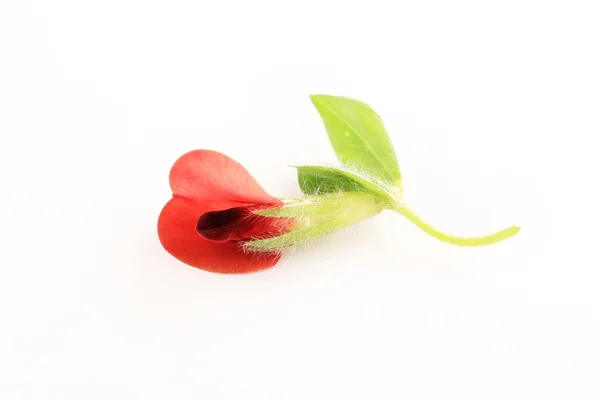 Asparagus floare de mazăre — Fotografie, imagine de stoc