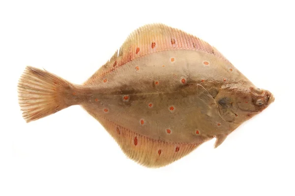 limon sole balık