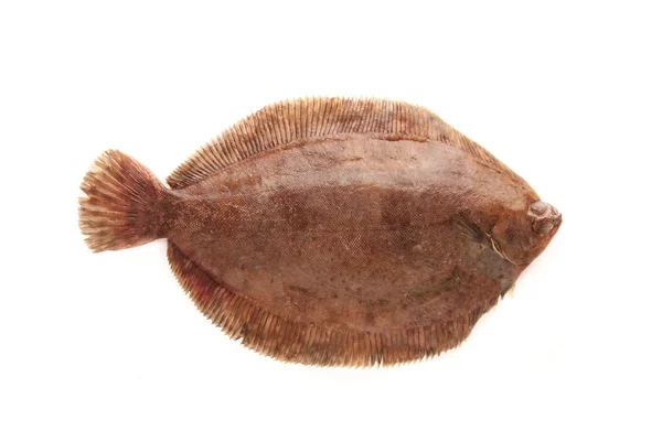 Plaice fish isolated — Stockfoto