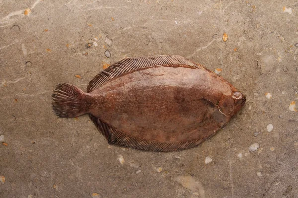 Peixes da solha isolados — Fotografia de Stock