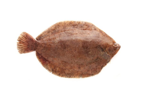plaice fish isolated