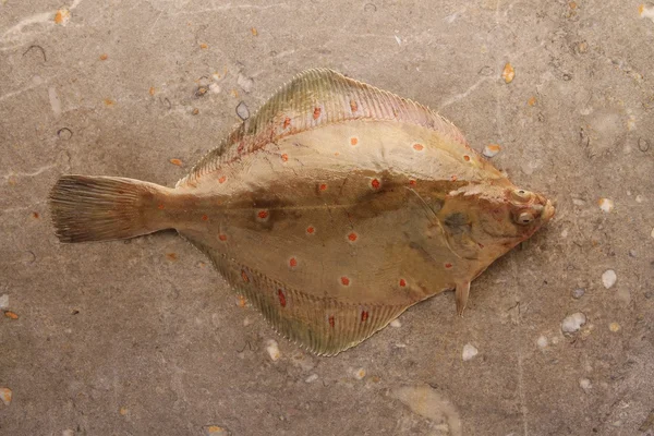唯一的柠檬鱼Platýs červený ryby — 图库照片