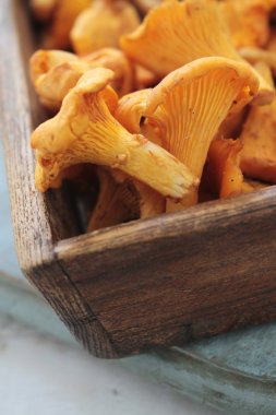 yabani mantar seçimi