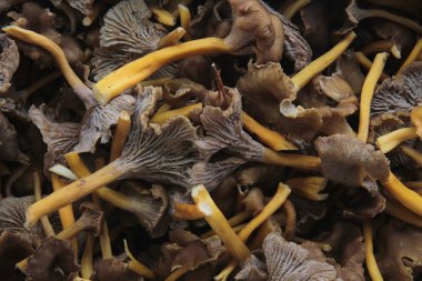 yabani mantar arka plan