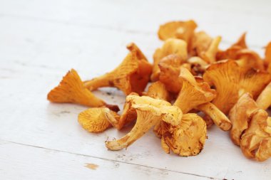 vahşi Cantharellus cibarius mantar