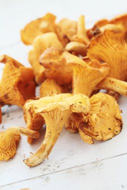vahşi Cantharellus cibarius mantar