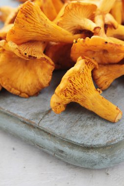 vahşi Cantharellus cibarius mantar