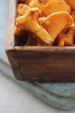 vahşi Cantharellus cibarius mantar