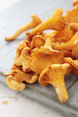 vahşi Cantharellus cibarius mantar