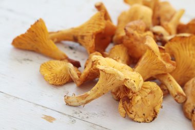 vahşi Cantharellus cibarius mantar