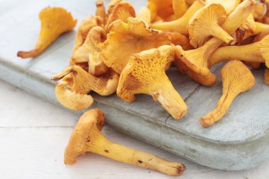 vahşi Cantharellus cibarius mantar