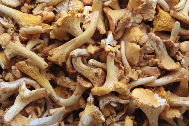 yabani mantar arka plan