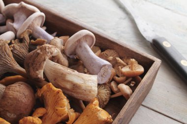 yabani mantar seçimi