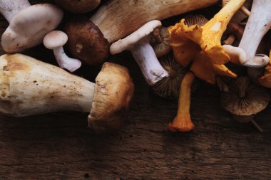 yabani mantar seçimi