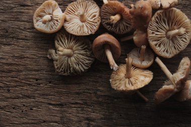 yabani mantar arka plan