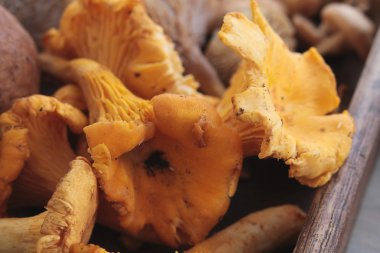 yabani mantar seçimi