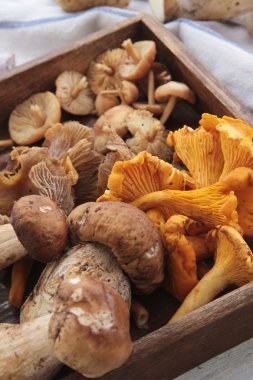 yabani mantar seçimi