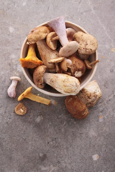 Wild mushroom selectie — Stockfoto