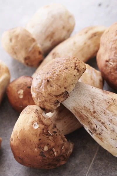 Wild porcini mushrooms — Stock Photo, Image