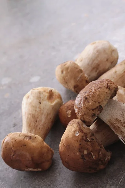 野生牛肝菌 — 图库照片