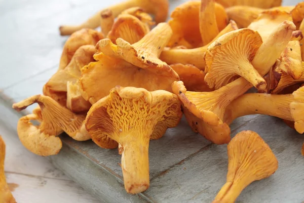 Wild chanterelle mushrooms — Stock Photo, Image