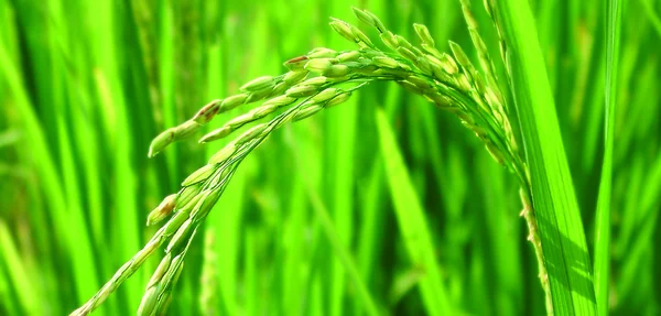 Rice growing in a paddy field — Stock Photo, Image